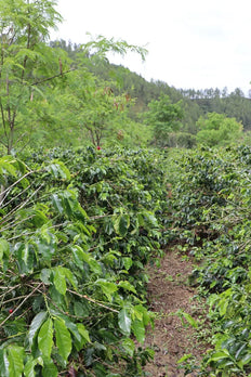 Café moulu, Maison Javanaise, Indonésie, Woodster