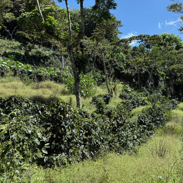 Image of Whole bean, Los Papales Nicaragua, Knopes - 2