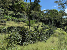 Whole bean, Los Papales Nicaragua, Knopes