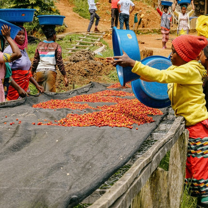 Whole bean, Karambi Mountain, Rwanda