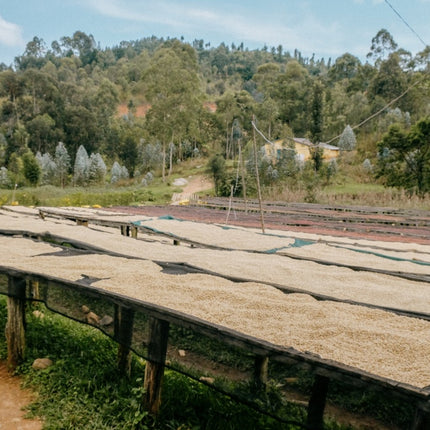 Whole bean, Karambi Mountain, Rwanda