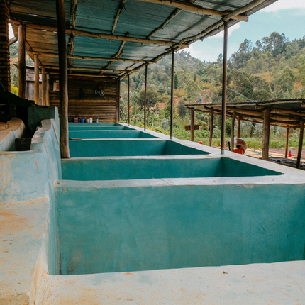 Whole bean, Karambi Mountain, Rwanda