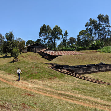Image of Café en grain, Kenya Kiawamururu AA, Knopes - 3