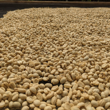 Image of Café en grain, Kenya Kiawamururu AA, Knopes - 2