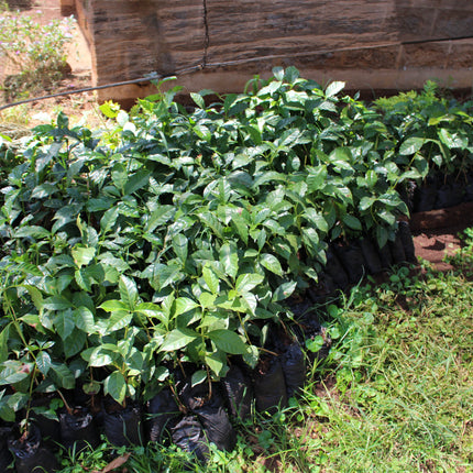 Ground coffee, Kii AB, Kenya