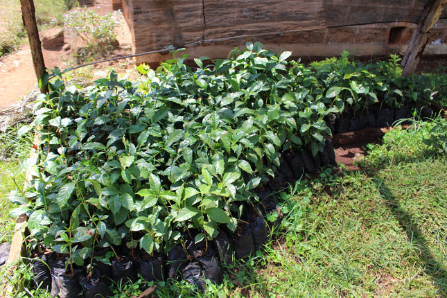 Ground coffee, Kii AB, Kenya