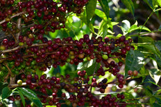 Café en grain, Chelichele, Ethiopie