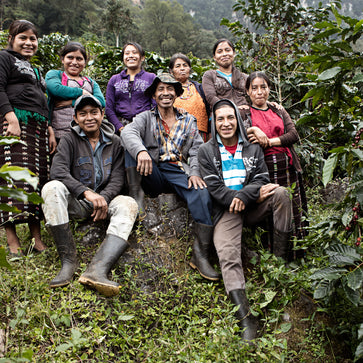 Image of Café en grain, café de Noël, Guatemala La Bolsa, Knopes - 2