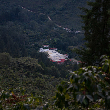 Image of Café en grain, café de Noël, Guatemala La Bolsa, Knopes - 3