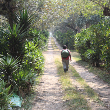 Image of Café en grain, café de Noël, Guatemala La Bolsa, Knopes - 4
