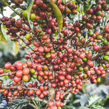 Café en grain, Las Perlitas, Colombie