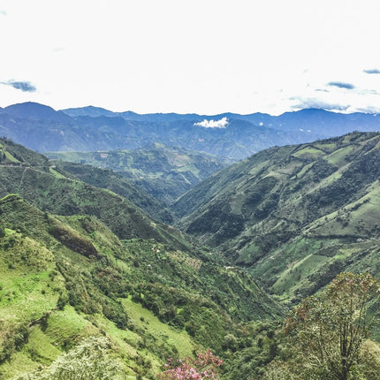 Café en grain, Las Perlitas, Colombie