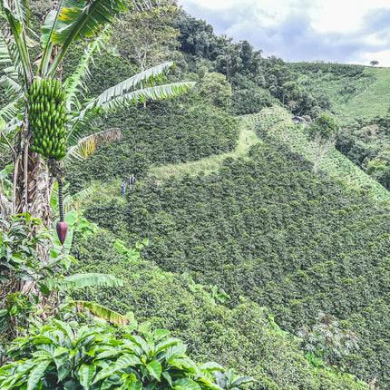 Café en grain, Las Perlitas, Colombie