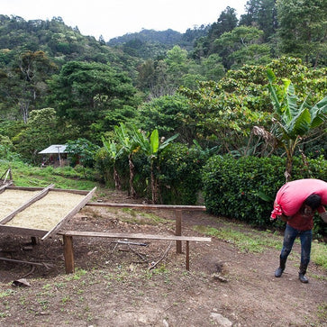 Image of Ground coffee, 1936 Organic, Nicaragua - 3