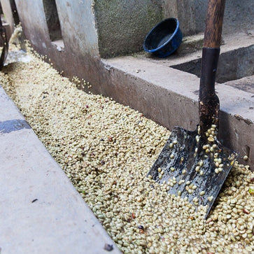 Image of Ground coffee, 1936 Organic, Nicaragua - 4