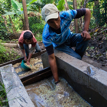 Image of Ground coffee, 1936 Organic, Nicaragua - 2