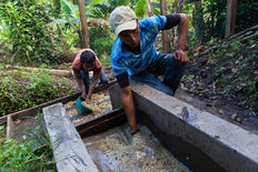 Ground coffee, 1936 Organic, Nicaragua