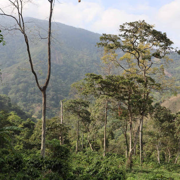 Image of Café en grain, Dark Kiss, Colombie, Woodster - 3