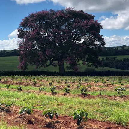 Whole bean, Fazenda Nossa Senhora Das Graças, Brazil