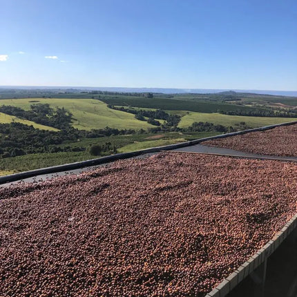 Whole bean, Fazenda Nossa Senhora Das Graças, Brazil