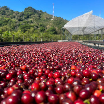Image of Ground coffee, Copey, Costa Rica, Knopes - Limited Edition - 4