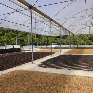 Image of Ground coffee, Copey, Costa Rica, Knopes - Limited Edition - 5