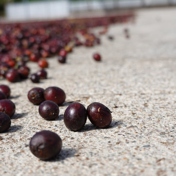 Image of Ground coffee, Copey, Costa Rica, Knopes - Limited Edition - 2