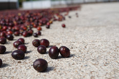 Ground coffee, Copey, Costa Rica, Knopes - Limited Edition