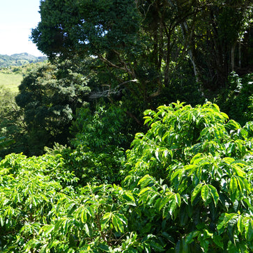 Image of Ground coffee, Copey, Costa Rica, Knopes - Limited Edition - 3