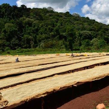 Image of Café en grain, Chelichele, Ethiopie - 6