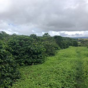 Image of Café en grain, Equilibrium, Nouvelle Guinée - 3