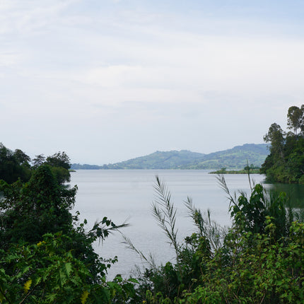 Whole bean, Kabogo Organic, Congo