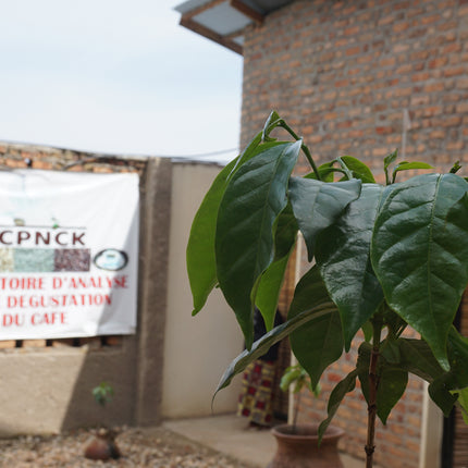 Ground coffee, Kabogo Organic, Congo