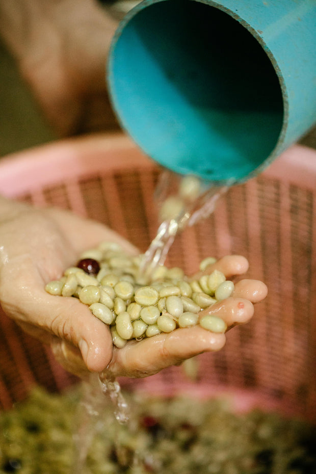 Processus de lavage de l'Arabica