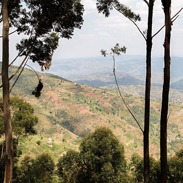 Image of Café en grain, Presso, Mélange de CafeTree - 2