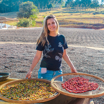 Image of Whole bean, 1936, Brazil, Knopes - 6