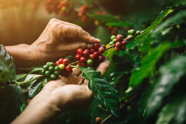 Origines des grains de café