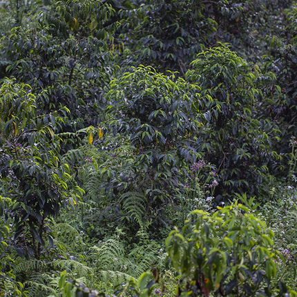 Café moulu, Sidamo, Ethiopie