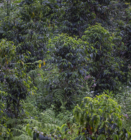 Café en grain, Sidamo, Ethiopie